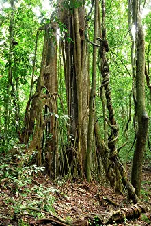 Figs: Strangler fig tree