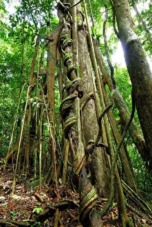 Figs: Strangler fig tree