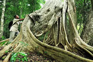 Figs: Strangler fig tree