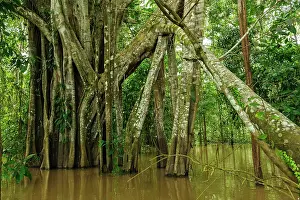 Strangler: strangler fig tree, exposed roots, flooded forest