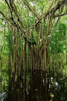 Mamiraua: strangler fig tree, flooded forest, Amazon, Mamiraua