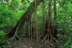 Benjamina: Strangler fig tree / Weeping Fig