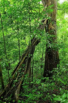 Benjamina: Strangler fig tree / Weeping Fig