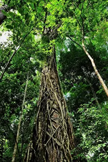 Benjamina: Strangler fig tree / Weeping Fig