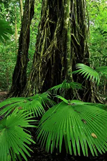Benjamina: Strangler fig tree / Weeping Fig with Woka Palm