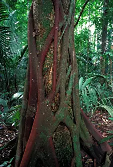 Figs: Strangler Fig - around a trunk