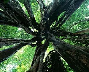 Figs: Strangler FIG - view looking up into tree showing