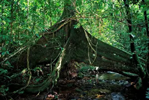 Figs: Strangler Figs - huge trunk above a water course