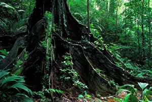 Figs: Strangler Figs - trunk of a large tree in the forest