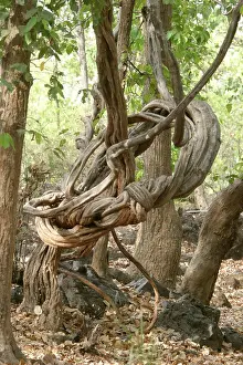 Strangler: Strangler Vine
