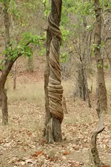 Strangler: Strangler Vine