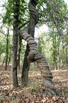 Strangler: Strangler Vine