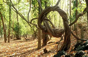 Strangler: Strangler VINE