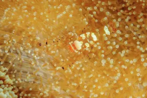 Prawn: Strangulated anemone glass anemone shrimp (Periclimenes