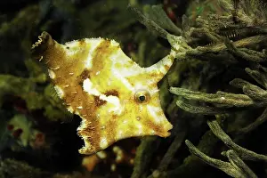 Filefish: Strap-weed Filefish