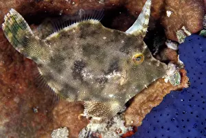 Weird: Strapweed Filefish