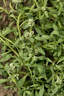 Littoralis: Strapwort