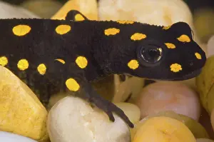 Restricted: Strauch's Spotted Newt