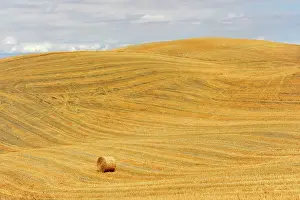 Bales: Straw bales, harvested wheat fields, south of Montepulciano