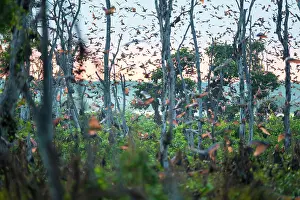Dogfish: Straw-colored Fruit Bats (Eidolon helvum) in flight
