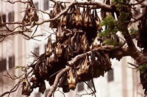 Bats: Straw Coloured Fruit Bats - group roosting in city