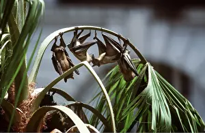 Bats: Straw Coloured Fruit BATS - four hang from plant