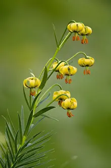 Pyrenees: Straw-coloured turk's cap (Lilium pyrenaicum), Pyrenees