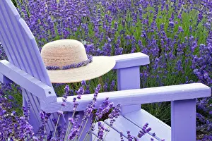 Adirondack: Straw hat on Adirondack chair among Lavender
