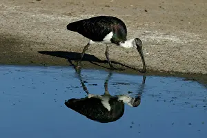 Threskiornis: Straw-necked Ibis