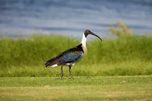 Threskiornis: Straw-necked Ibis