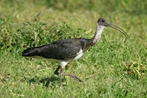 Threskiornis: Straw-necked Ibis
