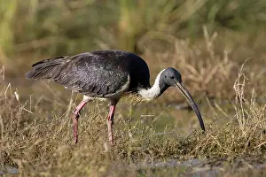 Threskiornis: Straw-necked Ibis