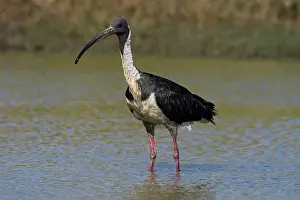 Threskiornis: Straw-necked Ibis