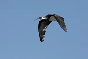 Ibis: Straw-necked Ibis