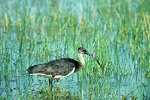 Ibis: Straw-necked IBIS