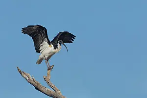 Raised: Straw-necked Ibis - perched with wings raised