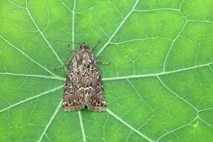 Underwing: Straw Underwing