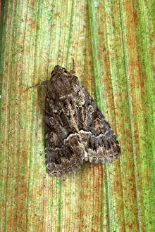 Underwing: Straw Underwing Moth