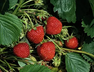 Picking: Strawberries