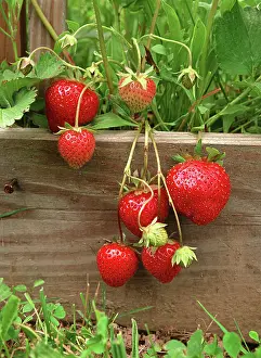 Strawberries: Strawberries