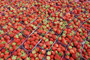 Strawberries: Strawberries - cultivated plants