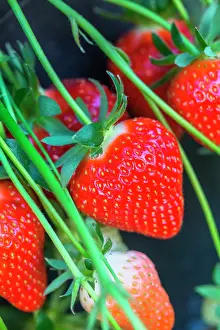 Strawberries: Strawberries Dely, Kitchen garden, Provence, France