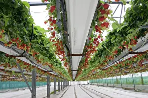 Commerical: Strawberries growing in polytunnels