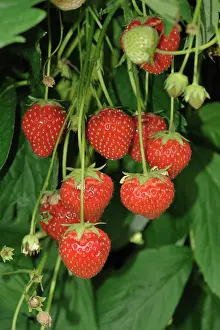 Strawberries: Strawberries in hydroponic channels