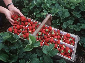 Strawberries: STRAWBERRIES - in punnets