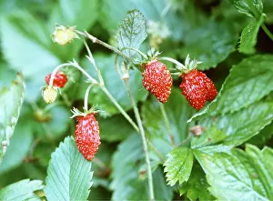 Strawberries: STRAWBERRIES - wild plant