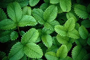 Fragaria: Strawberry