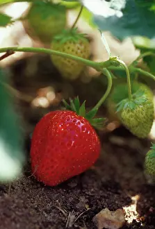 Fragaria: Strawberry