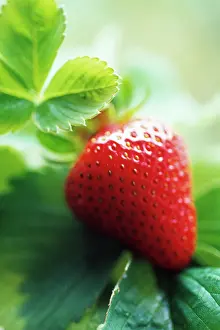 Ananassa: Strawberry