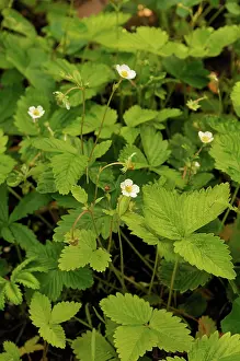 Fragaria: Strawberry